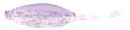 Bass A Tiny Shad 1.5in 15ct Open Night
