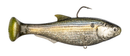 Z-MAN Shadtron LT6in. Fast Sink Threadfin Shad