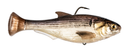 Z-MAN Shadtron LT6in. Fast Sink Gizzard Shad